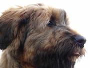 honden foto van cheronne