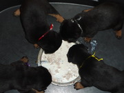 honden foto van wilma plantinga