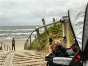 honden foto van voorn