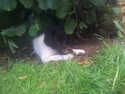 honden foto van Mira & me