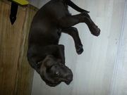 honden foto honden foto van Chocolabrador