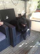 honden foto van Lissa