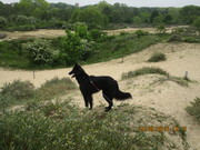 honden foto honden foto van dennis
