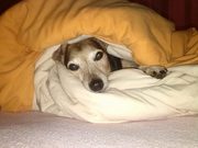 honden foto honden foto van Zoë