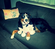 honden foto van Loucka <3