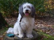 honden foto honden foto van Nizinny