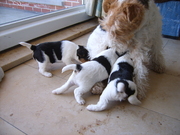 honden foto van Ronsse Johan