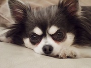 honden foto van Jannie