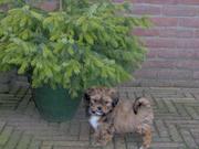 honden foto van Amanda