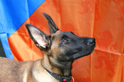 honden foto van stephan de bakker