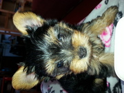 honden foto van <3 my dog