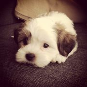 honden foto van steffi