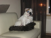 honden foto van Michelle