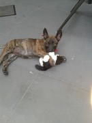 honden foto van aletta