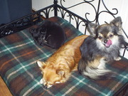 honden foto honden foto van klaasje
