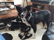 honden foto van nick&lesley