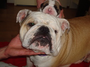 honden foto van Tubal-kain bulls