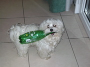 honden foto van rambo