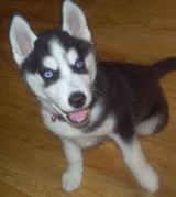 honden foto van Huskyparadise