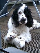 honden foto van dominique & jef