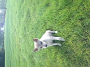 honden foto honden foto van chris