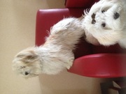 honden foto van carla