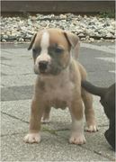 honden foto van Hazar