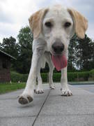 honden foto honden foto van Tom