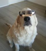 honden foto van Fabienne