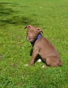 honden foto van Noa&Sjenk