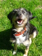 honden foto van Helen Knapen