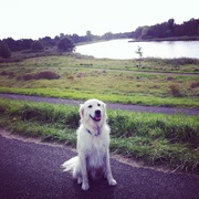 honden foto van paulien1988