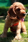 honden foto honden foto van Willem