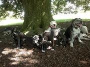 honden foto van  Frans The Doggyman
