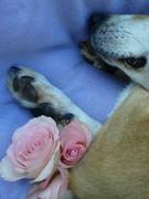 honden foto van Suzanne