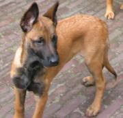 honden foto van miepiej