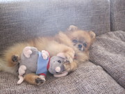 honden foto van Johanna