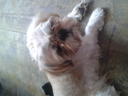 honden foto van Marie