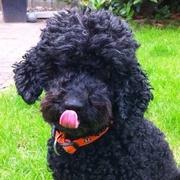 honden foto van Lily