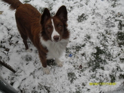 honden foto van jennifer van hoecke