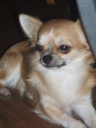 honden foto honden foto van louise