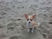 honden foto van Alma