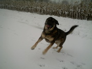 honden foto van jessy