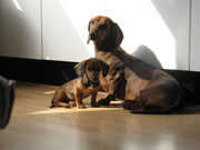 honden foto van Christine