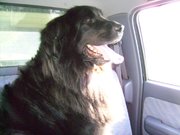 honden foto van jasmijn