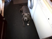 honden foto van martijn