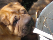 honden foto van Freek