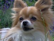 honden foto van dawn