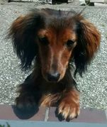 honden foto van Anja, Jamie <3 Zelda