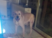 honden foto van angela